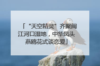 “天空精灵”齐聚闽江河口湿地，中华凤头燕鸥花式谈恋爱