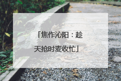 焦作沁阳：趁天抢时麦收忙