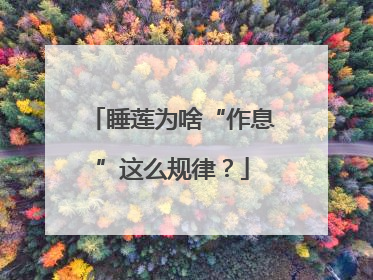 睡莲为啥“作息”这么规律？