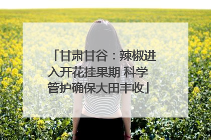 甘肃甘谷：辣椒进入开花挂果期 科学管护确保大田丰收