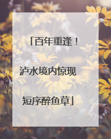 百年重逢！泸水境内惊现短序醉鱼草