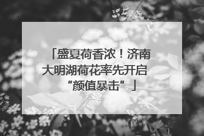 盛夏荷香浓！济南大明湖荷花率先开启“颜值暴击”