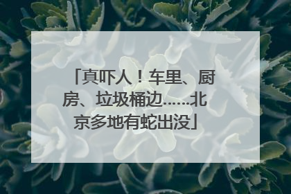 真吓人！车里、厨房、垃圾桶边……北京多地有蛇出没