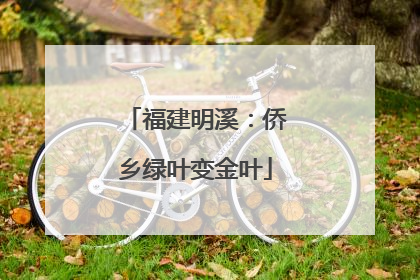 福建明溪：侨乡绿叶变金叶