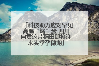 科技助力应对罕见高温“烤”验 四川自贡这片稻田即将迎来头季孕穗期