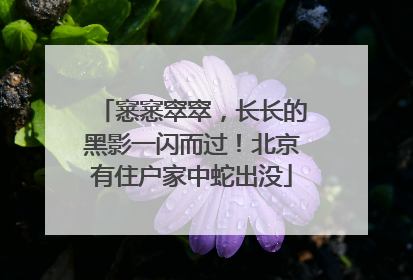 窸窸窣窣，长长的黑影一闪而过！北京有住户家中蛇出没