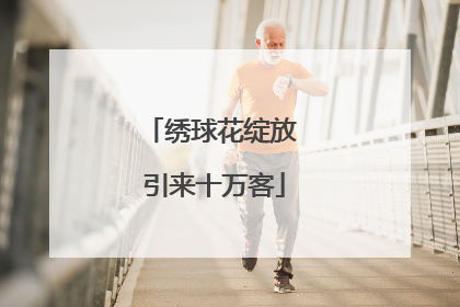 绣球花绽放 引来十万客