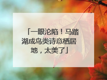 一眼沦陷！马踏湖成鸟类诗意栖居地，太美了