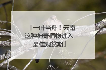 一叶当舟！云南这种神奇植物进入最佳观赏期