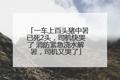 一车上百头猪中暑已死2头，司机快哭了 消防紧急浇水解暑，司机又哭了