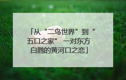 从“二鸟世界”到“五口之家” 一对东方白鹳的黄河口之恋