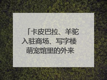 卡皮巴拉、羊驼入驻商场、写字楼 萌宠馆里的外来野生动物暗藏哪些隐患？
