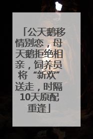 公天鹅移情别恋，母天鹅拒绝相亲，饲养员将“新欢”送走，时隔10天原配重逢