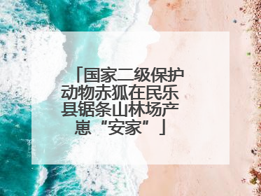国家二级保护动物赤狐在民乐县锯条山林场产崽“安家”