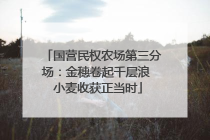 国营民权农场第三分场：金穗卷起千层浪 小麦收获正当时