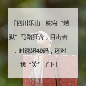 四川乐山一鸵鸟“越狱”马路狂奔，目击者：时速超40码，还对我“笑”了下