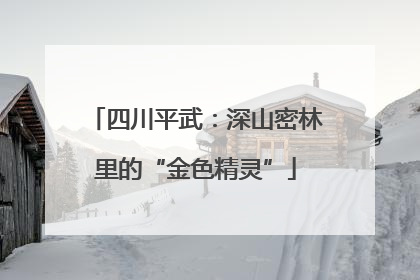 四川平武：深山密林里的“金色精灵”