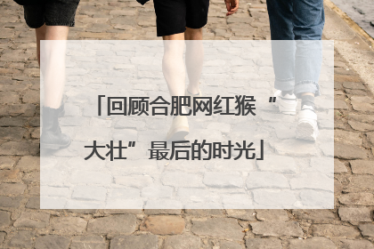 回顾合肥网红猴“大壮”最后的时光