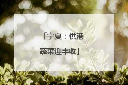 宁夏：供港蔬菜迎丰收