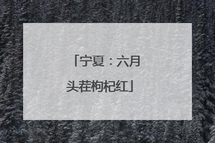 宁夏：六月头茬枸杞红