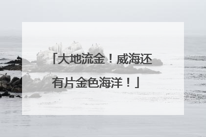 大地流金！威海还有片金色海洋！
