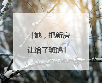 她，把新房让给了斑鸠