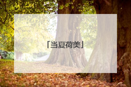 当夏荷美