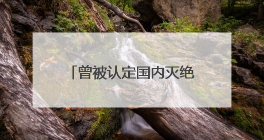 曾被认定国内灭绝，“东方宝石”彩鹮再现孟津黄河湿地