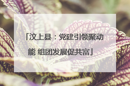 汶上县：党建引领聚动能 组团发展促共富