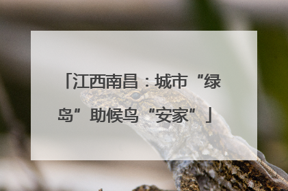 江西南昌：城市“绿岛”助候鸟“安家”