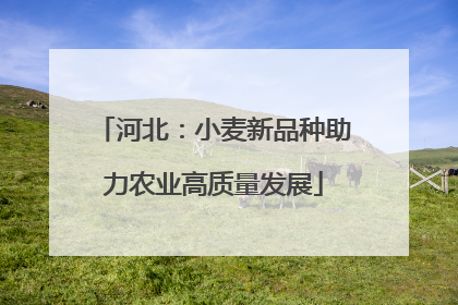 河北：小麦新品种助力农业高质量发展