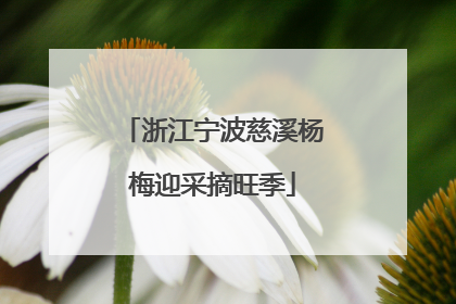 浙江宁波慈溪杨梅迎采摘旺季