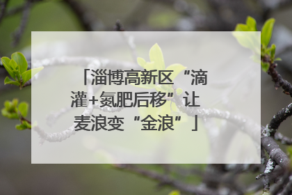 淄博高新区“滴灌+氮肥后移”让麦浪变“金浪”