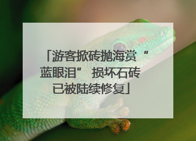 游客掀砖抛海赏“蓝眼泪” 损坏石砖已被陆续修复