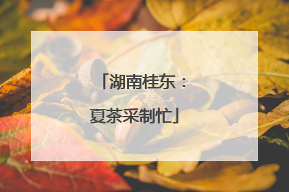 湖南桂东：夏茶采制忙