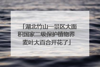湖北竹山一景区大面积国家二级保护植物荞麦叶大百合开花了