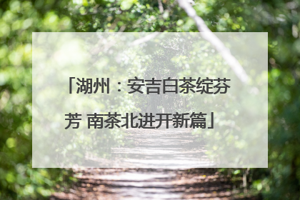 湖州：安吉白茶绽芬芳 南茶北进开新篇