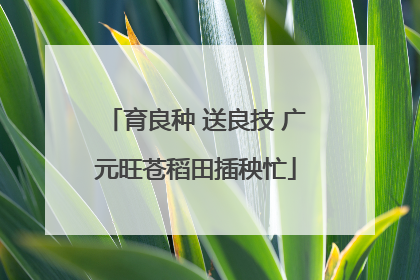 育良种 送良技 广元旺苍稻田插秧忙