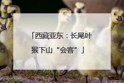西藏亚东：长尾叶猴下山“会客”
