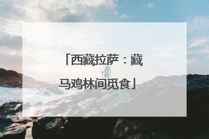 西藏拉萨：藏马鸡林间觅食