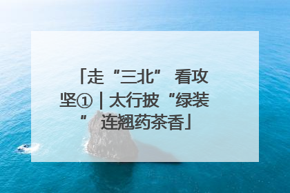 走“三北” 看攻坚①｜太行披“绿装” 连翘药茶香