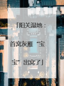 阳关湿地：首窝灰雁“宝宝”出窝了