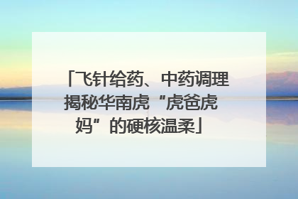 飞针给药、中药调理 揭秘华南虎“虎爸虎妈”的硬核温柔