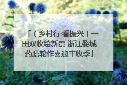 （乡村行·看振兴）一田双收绘新景 浙江婺城药膳轮作喜迎丰收季